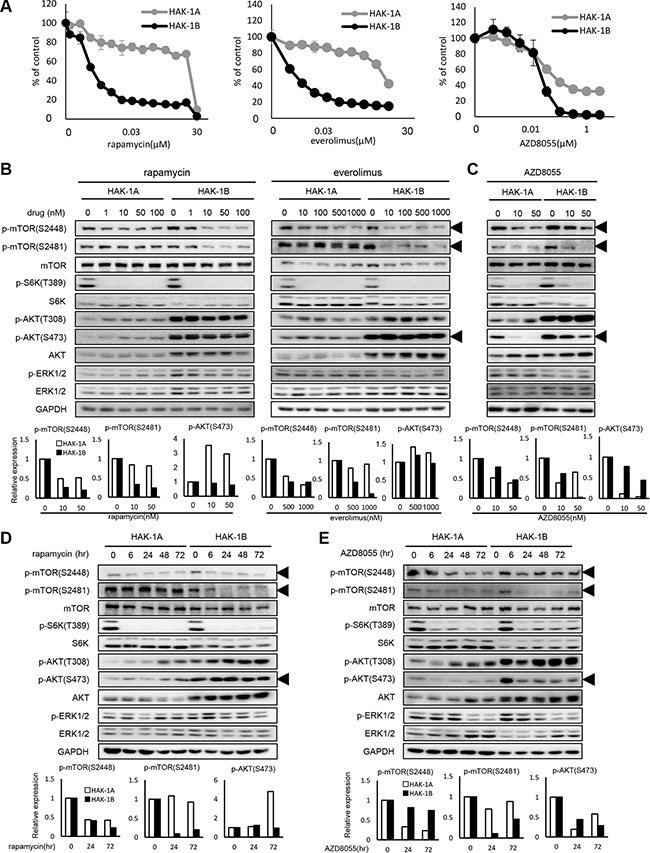 The effect of mTOR inhibitors on the activation of mTOR-related signaling molecules in HAK-1A and HAK-1B cells.