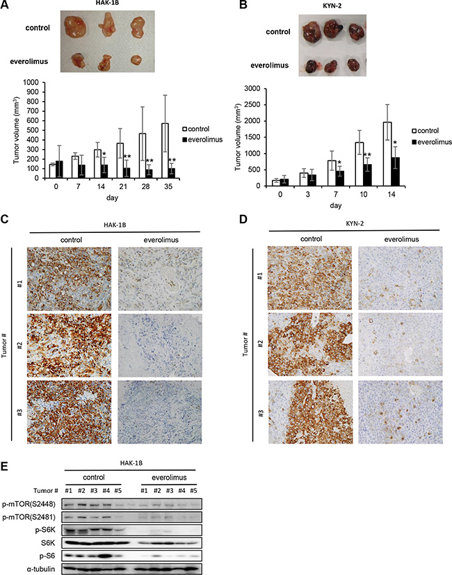 Effect of everolimus on tumor growth and activation of mTOR-related signaling molecules in vivo.