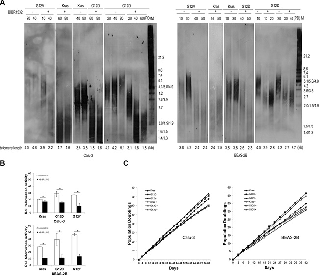 Telomerase inhibitor BIBR1532 shortens telomere length and suppresses mutant Kras-induced cell long-term proliferation in both BEAS-2B and Calu-3 cells.