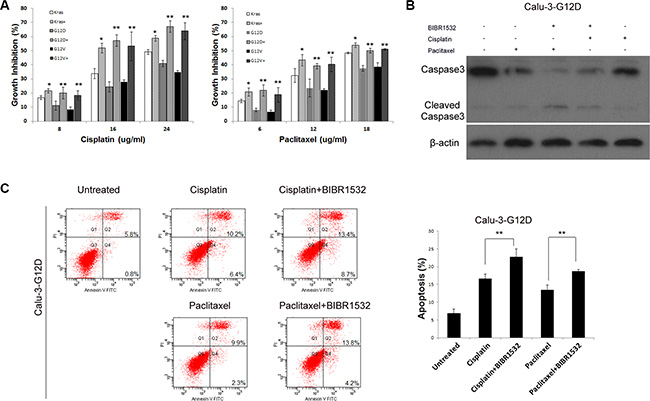 Telomerase inhibitor BIBR1532 increases sensitivities of KrasG12D and KrasG12V-Calu-3 cells to cisplatin and paclitaxel.