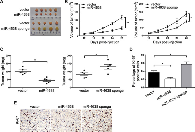miR-4638-5p inhibits tumor growth in nude mice.