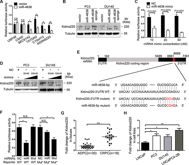 The regulation of Kidins220 by miR-4638-5p and the association of Kidins220 expression with CRPC.