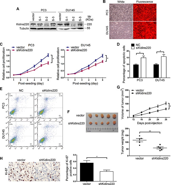 Kidins220 knockdown mimics the effort of miR-4638-5p overexpression on tumor cell growth.