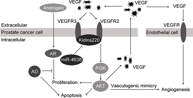 Proposed model of miR-4638-5p in control cell growth and angiogenesis in prostate cancer cell.