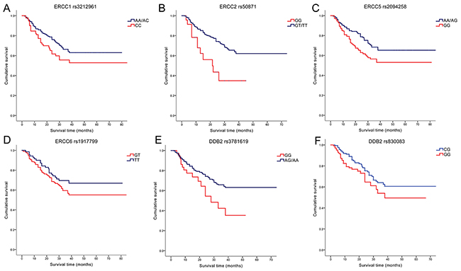 Kaplan&ndash;Meier survival curves by the genotypes of NER pathway polymorphisms in gastric cancer patients survival.