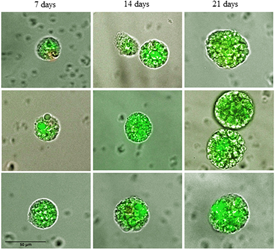 Changes in size of typical tumorspheres after 7, 14 and 21 days of culture.