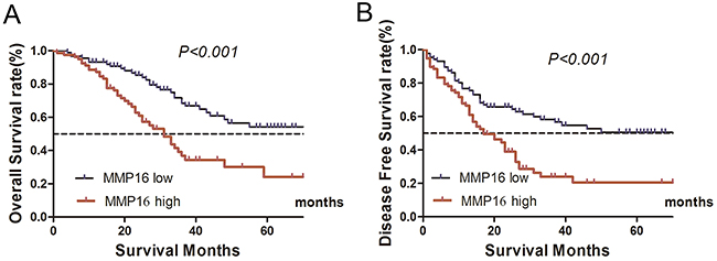 Kaplan&#x2013;Meier curves depicting OS and DFS in gastric cancer with high and low MMP16 expression.
