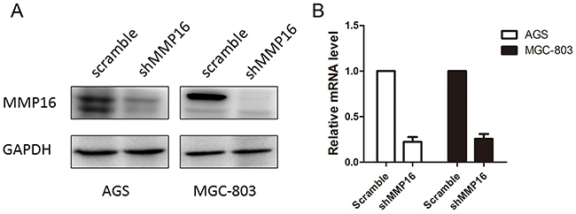 The knockdown efficiency of shMMP16 was determined by Western blot