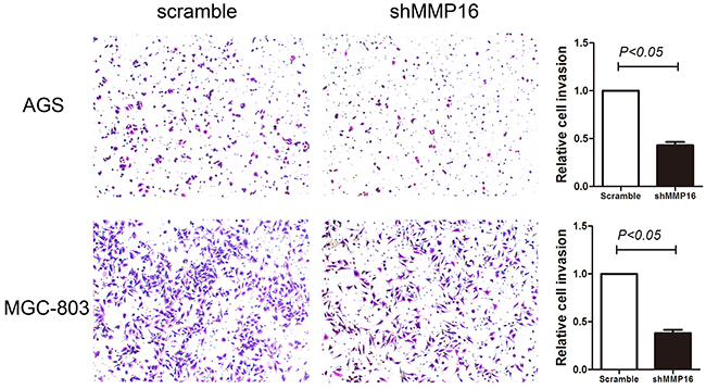 Transwell invasion ability in gastric cancer cells transfected with shMMP16 or scramble.