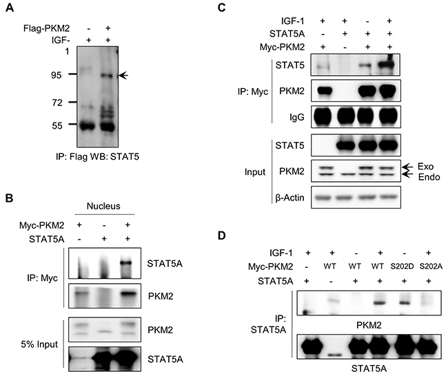 IGF-1-mediated PKM2 binding with STAT5A.