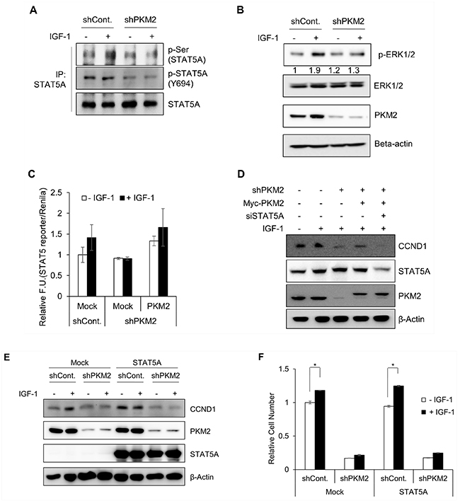 PKM2-dependent STAT5A transcriptional activity.