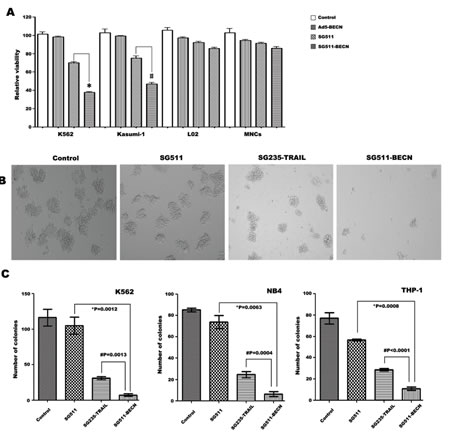 Superior efficacy of SG511-BECN compared with the CRAd expressing TRAIL.