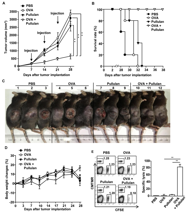 Treatment of combination of OVA and pullulan inhibits B16-OVA tumor cell growth in vivo.