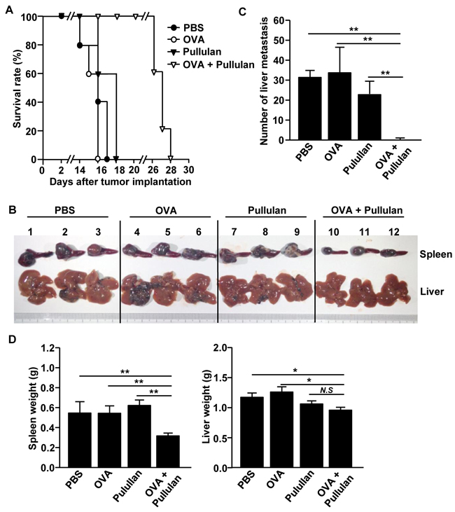 Combination of OVA and pullulan prevent metastasis of B16-OVA melanoma cells into liver.