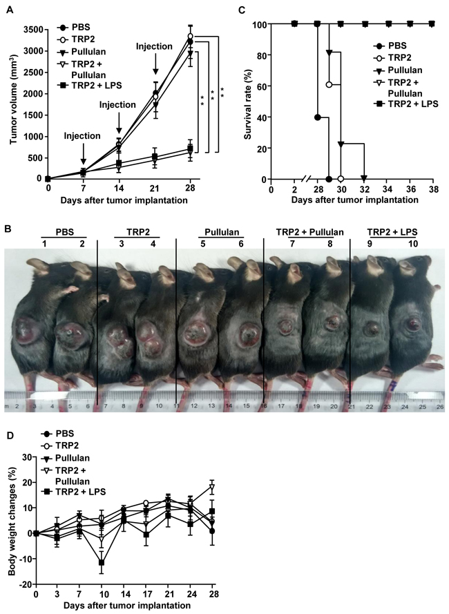 Combination of TRP2 and pullulan inhibits B16 melanoma growth in vivo.