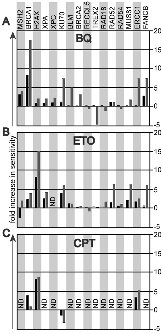 The genotoxic profile that compares the survival fraction of mutant ES cells to their parental controls at 10% (black bar) and at 1% (grey bar) cell survival.