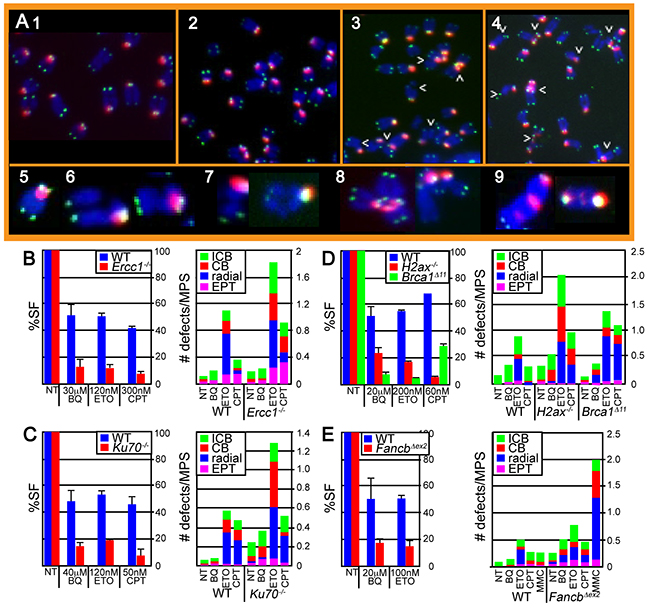 Evaluation of chromosome damage in metaphase spreads (MPS) after ES cells were exposed to BQ, ETO and CPT.