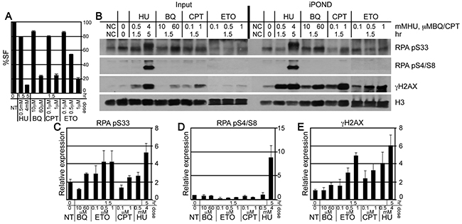 The purification of &#x03B3;H2AX and RPA at the nascent replication strand using iPOND.