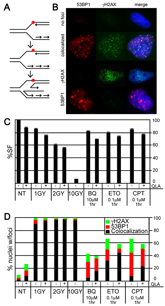 Evaluation of &#x03B3;H2AX and 53BP1 foci in HeLa cells exposed to BQ.