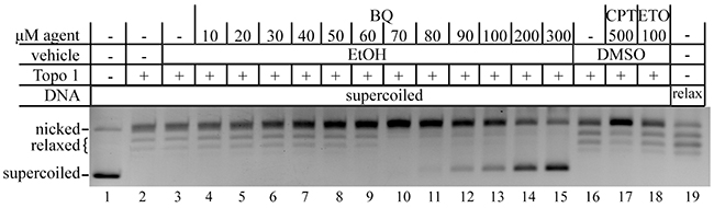 BQ inhibits type 1 topoisomerase (topo 1).