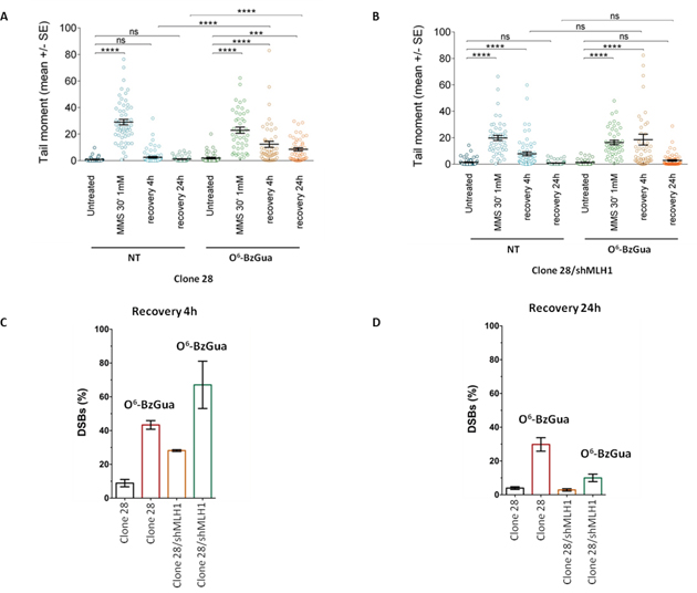 Analysis of DSB formation in Pol&#x03B2; over-expressing gastric cancer cells with/without down-regulation of MLH1 evaluated by neutral Comet assay.