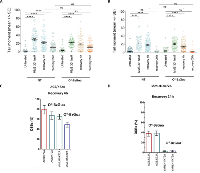 Analysis of DSB formation in Pol&#x03B2; mutant over-expressing gastric cancer cells with/without inactivation of MLH1 evaluated by neutral Comet assay.