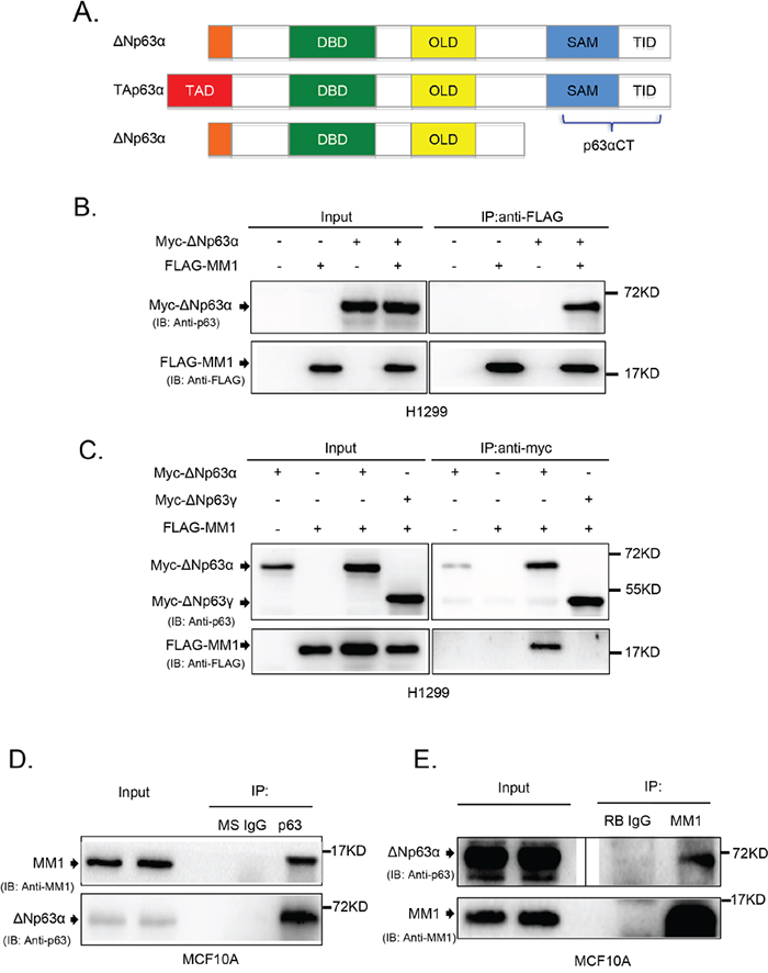 MM1 binds to C-terminus of p63&#x03B1;.