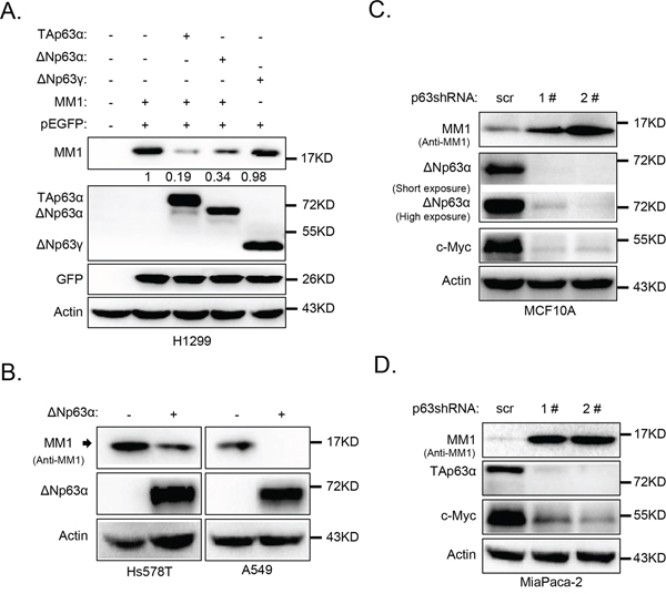 p63&#x03B1; down-regulates MM1 protein expression.