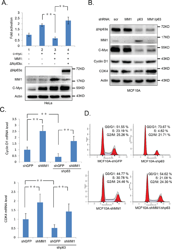 Ablation of &#x0394;Np63&#x03B1; down regulates c-Myc transactivity and impair cell cycle progression.