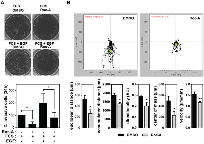Roc-A inhibits cancer cell invasion and impairs directed cellular migration.