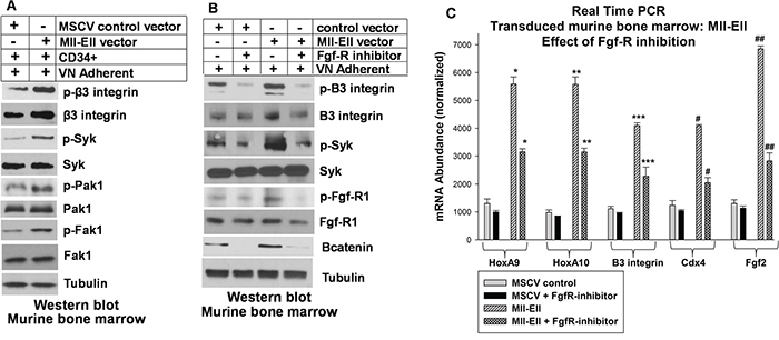 Inhibiting the Fgf-receptor in Mll-Ell-transduced myeloid progenitor cells decreased &#x03B2;3 integrin expression and &#x03B2;3 integrin/Syk-activation by vitronectin.