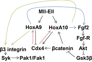 Schematic representation of cross regulation between &#x03B2;3 integrin and Fgf2 in Mll-Ell-expressing myeloid progenitor cells.