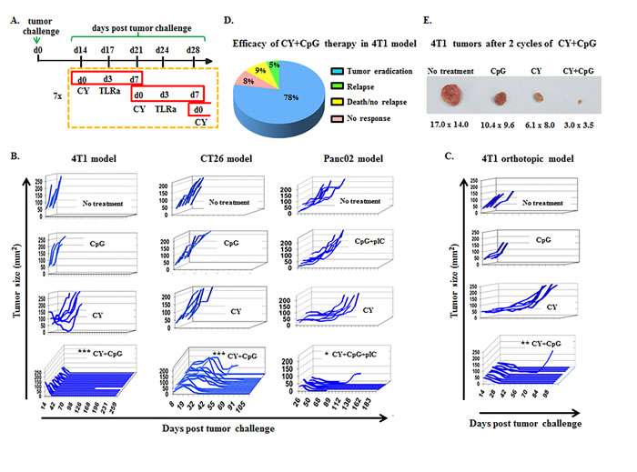 CY+TLRa treatment eradicates advanced tumors in multiple mouse cancer models.