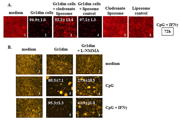Isolated tumoricidal Gr1dim cells from CY+CpG-treated mice are NO-producing phagocytes.