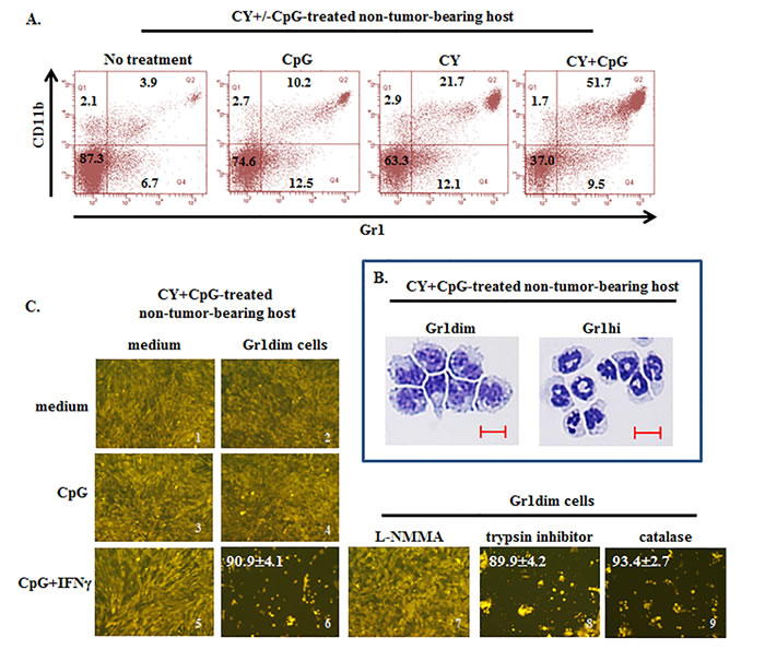 Induction of tumoricidal CD11b+Gr1dim cells in non-tumor-bearing mice by CY+CpG treatment.