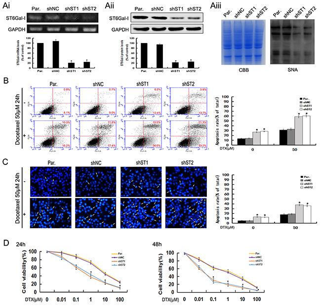 ST6Gal-I knockdown induces apoptosis and increases the sensitivity of MHCC97-H cells to docetaxel.