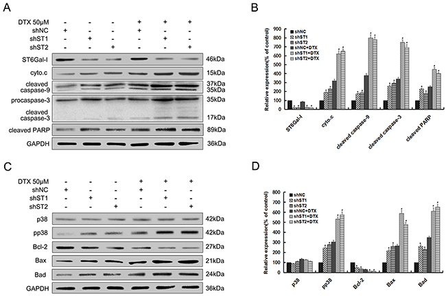 Silencing of ST6Gal-I in MHCC97-H cells enhances docetaxel-induced apoptosis through potentiation of p38 MAPK mediated mitochondrial-dependent pathway.