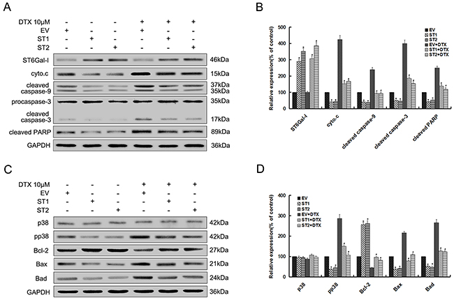 Upregulation of ST6Gal-I protects Huh7 cells from docetaxel-induced apoptosis through inhibition of p38 MAPK mediated mitochondrial-dependent pathway.