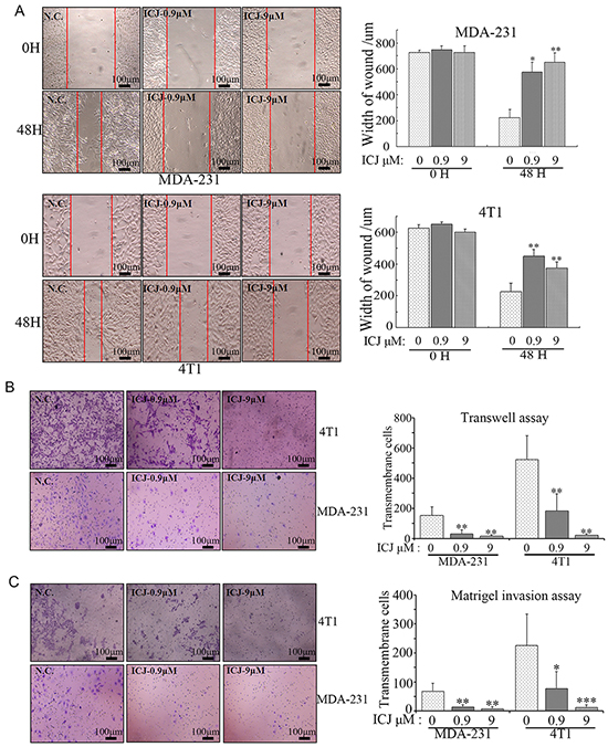 Low-dose ICJ efficiently inhibits cell migration and invasion in breast cancer cells in vitro.