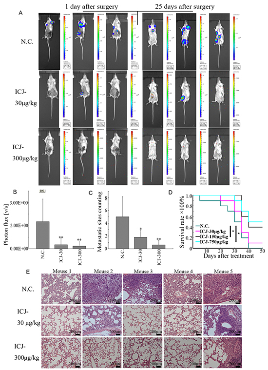Low-dose ICJ possesses potent metastatic inhibitory activity for breast cancer in vivo.