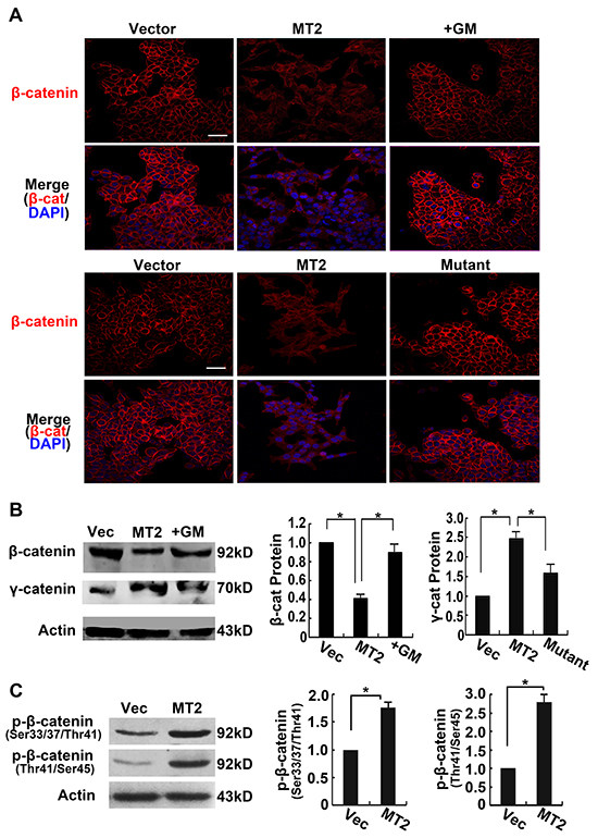 MT2-MMP decreases &#x03B2;-catenin association with the cell membrane.
