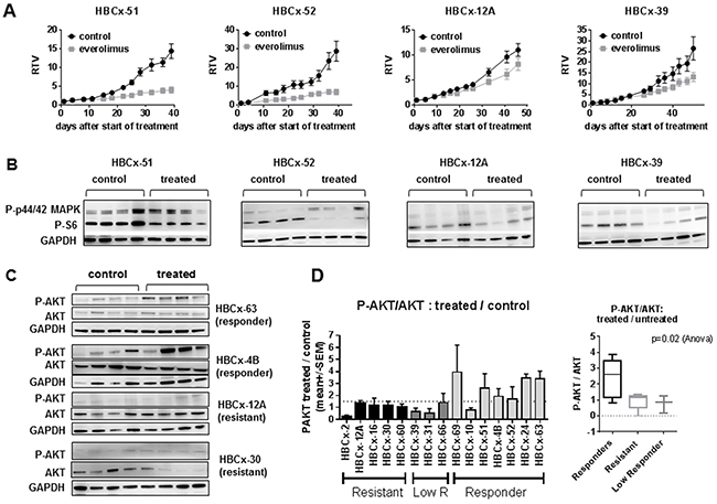 In vivo activity of everolimus and feedback activation of AKT.