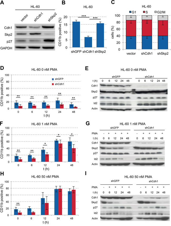 Influence of Cdh1-kd in AML cell line HL-60 on PMA-induced monocytic differentiation.