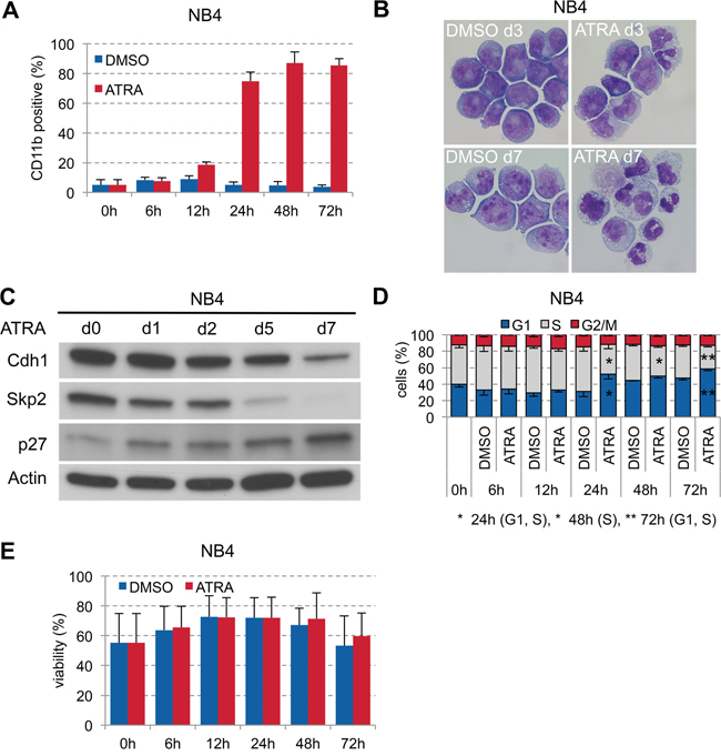ATRA-induced granulocytic differentiation of APL cell line NB4.