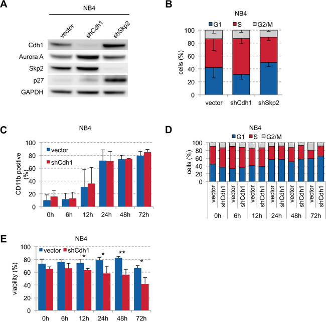 Influence of Cdh1-kd in NB4 cells on ATRA-induced granulocytic differentiation and viability.