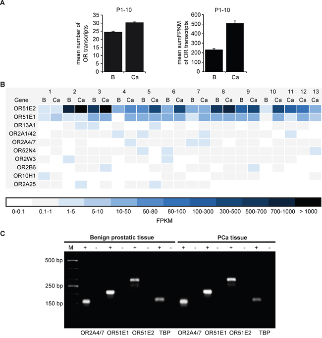 Expression profile of ORs in benign prostatic and PCa tissue as determined by RNA-Seq.