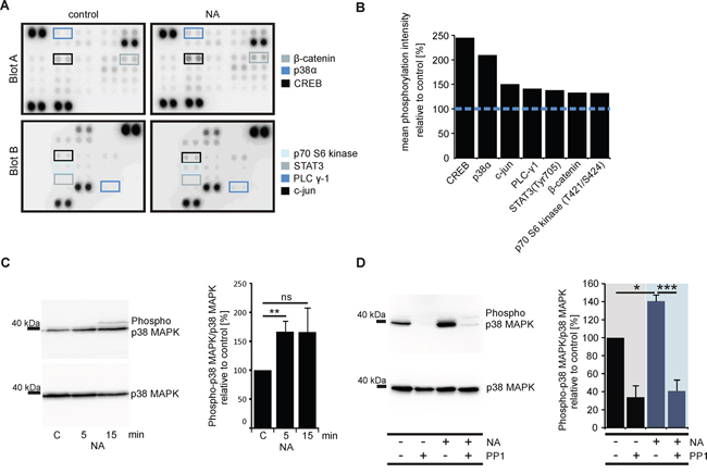 OR51E1 agonist NA induces phosphorylation of protein kinases in LNCaP cells.
