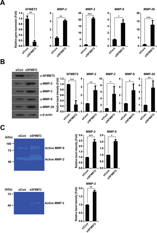 SFMBT2 regulates expression of matrix metalloproteinase in LNCaP cells.