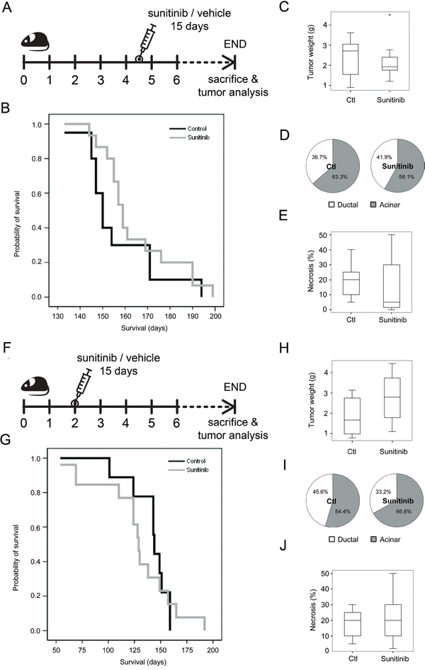 The effects of sunitinib administration on tumor progression and survival in the Ela-myc mice model.