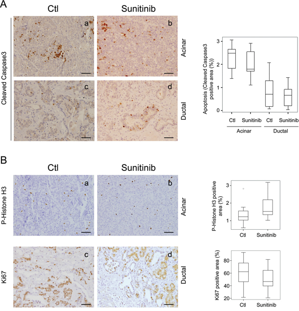 Sunitinib effects in Ela-myc pancreatic tumor cell apoptosis and proliferation.